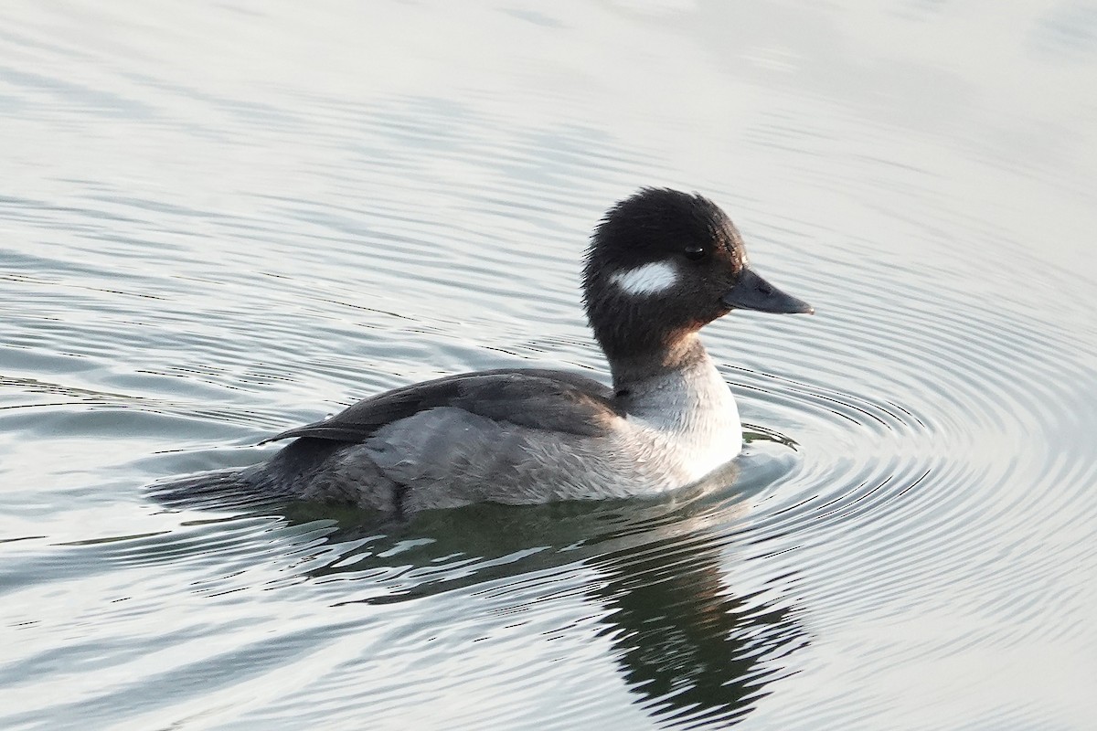 Гоголь малий - ML647105264