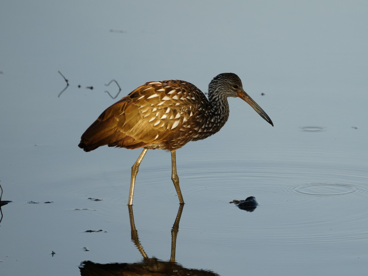 kurlan chřástalovitý - ML647105265