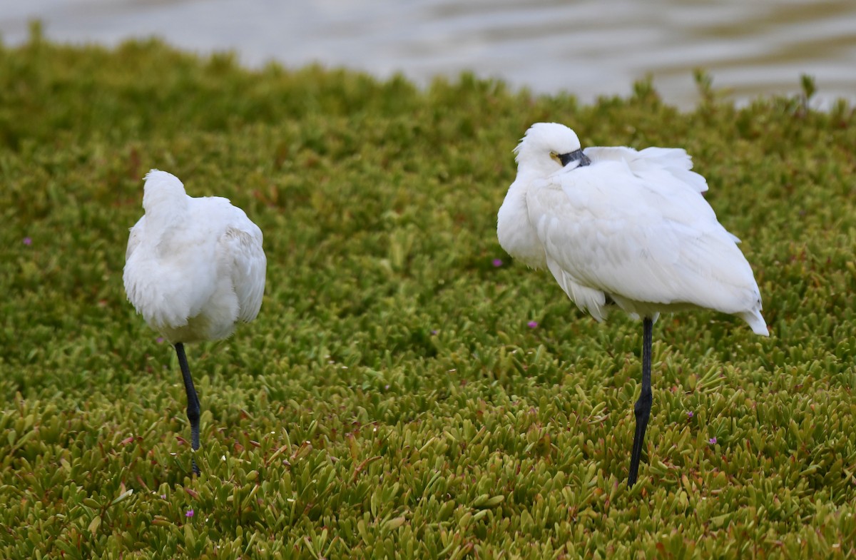 Eurasian Spoonbill - ML647105270