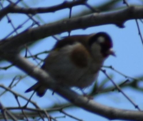 Щиглик звичайний - ML647105277