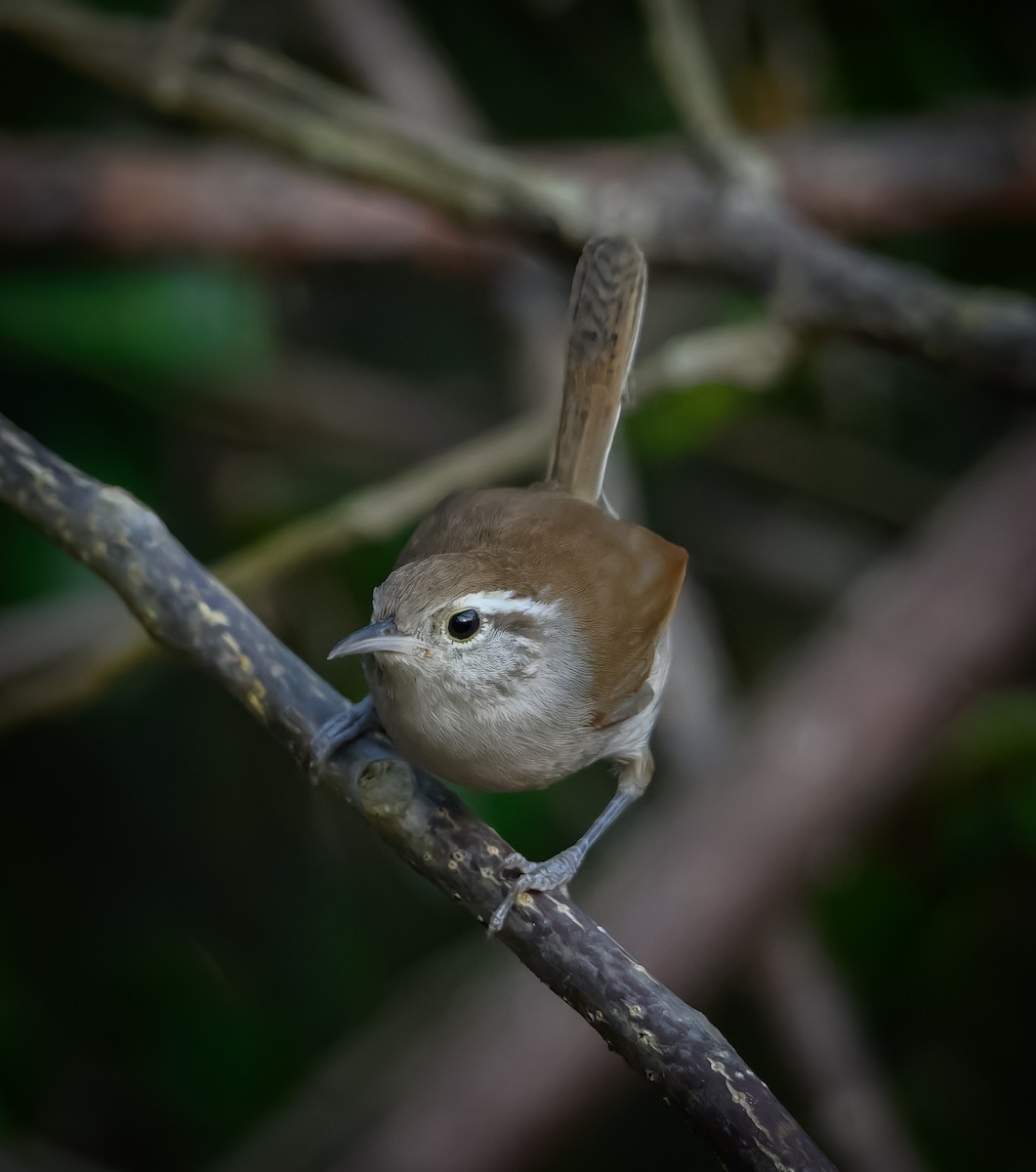 Волоочко білочереве - ML647105278