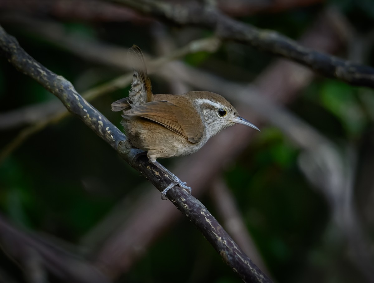 Волоочко білочереве - ML647105280