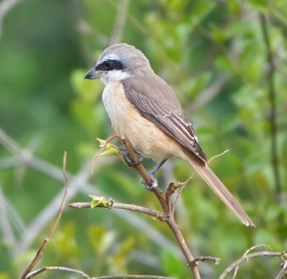 Сорокопуд сибірський - ML647105281