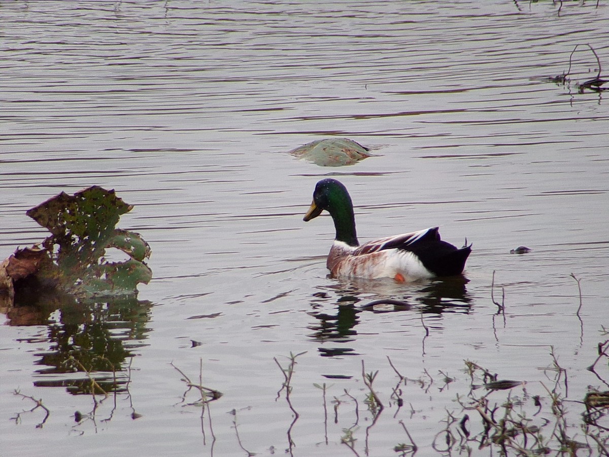 Крижень (свійський) - ML647105282