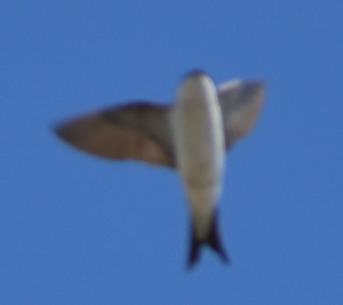 Ластівка міська західна - ML647105283