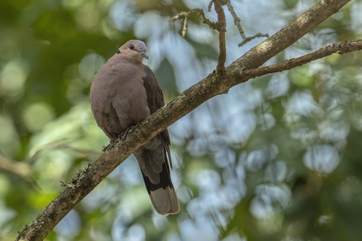 Горлиця червоноока - ML647105284