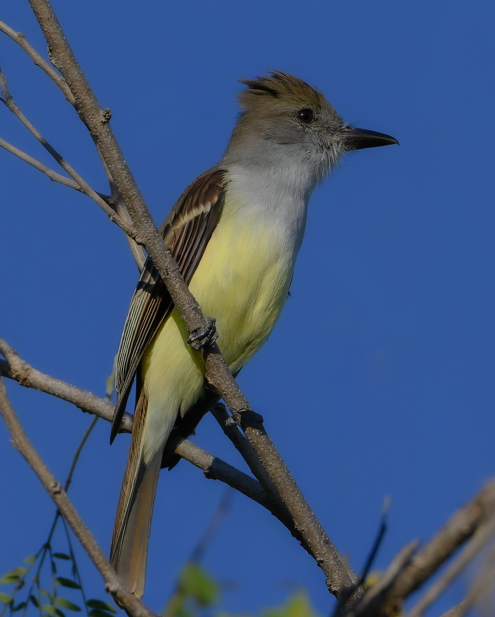 Копетон блідий - ML647105286