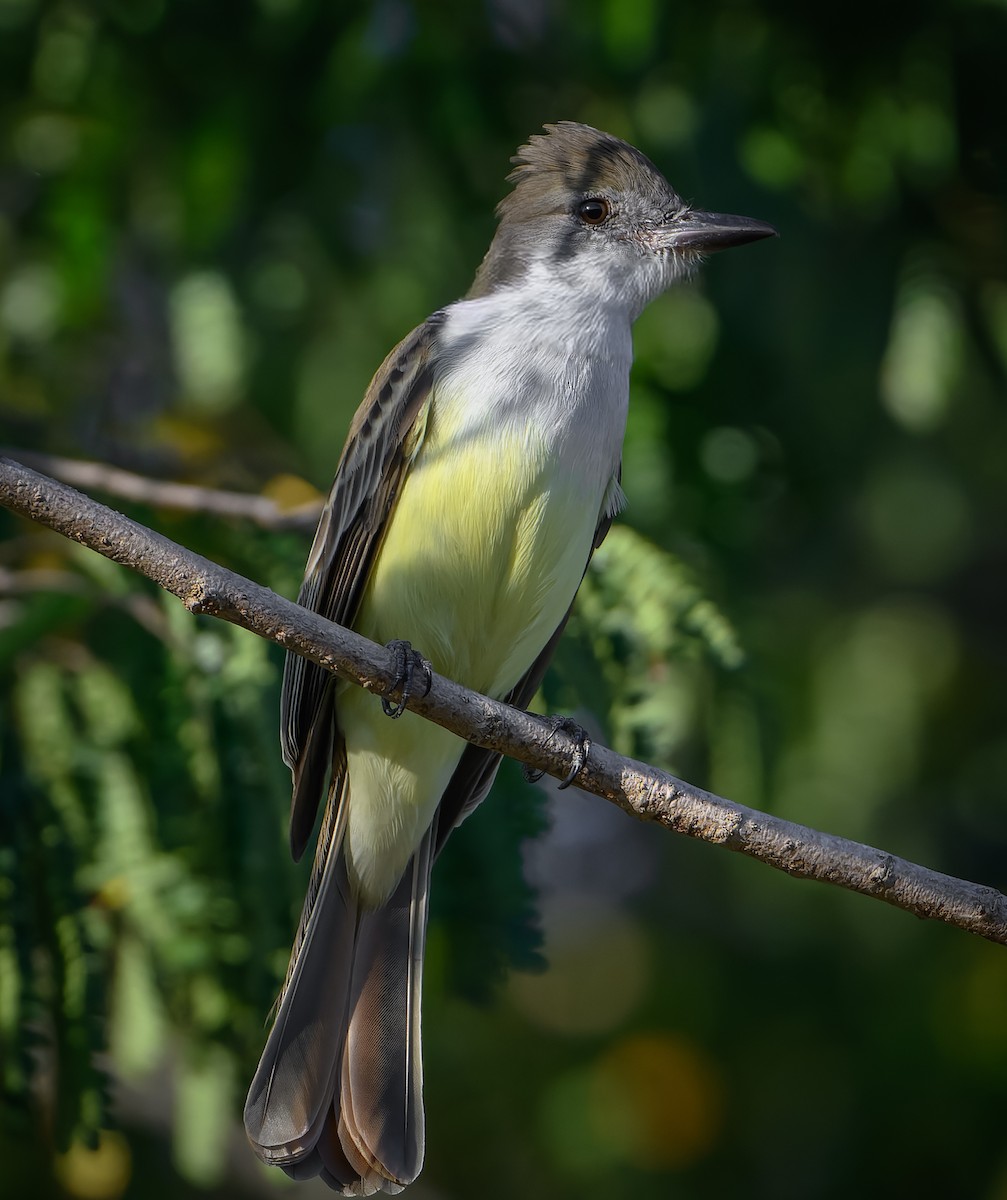 Копетон блідий - ML647105287