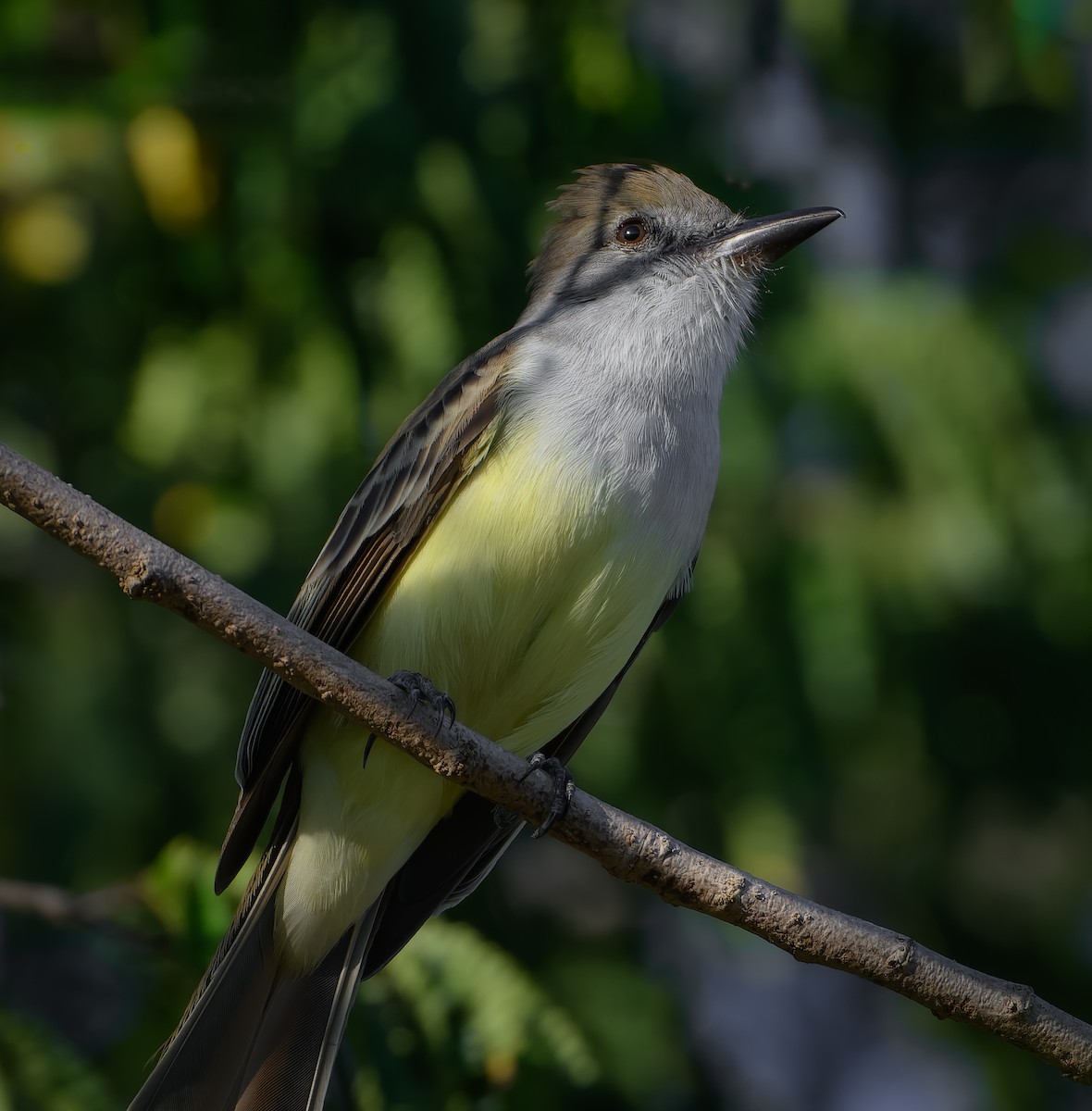 Копетон блідий - ML647105288