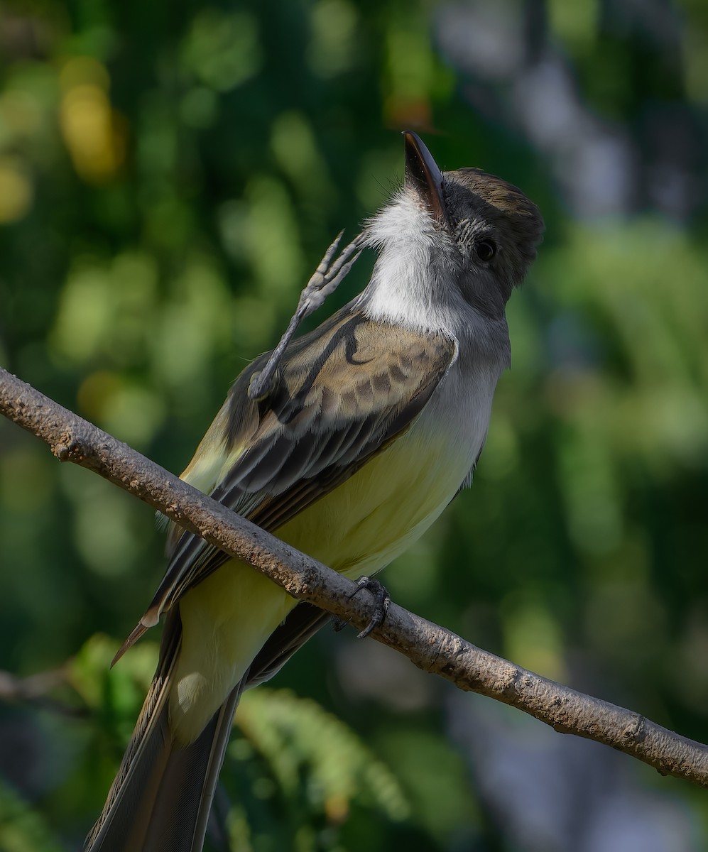 Копетон блідий - ML647105289