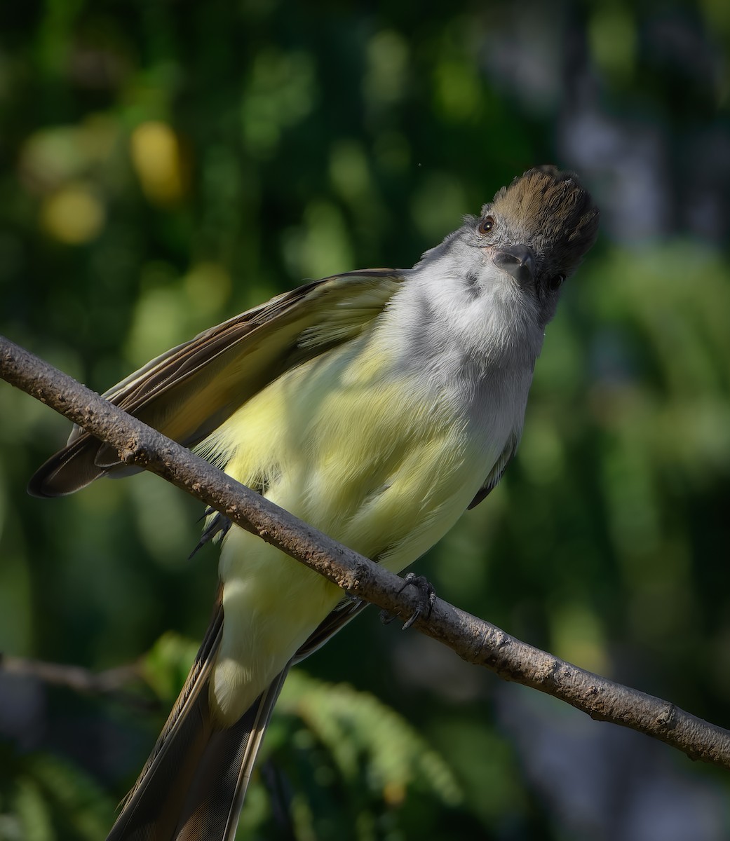 Копетон блідий - ML647105290