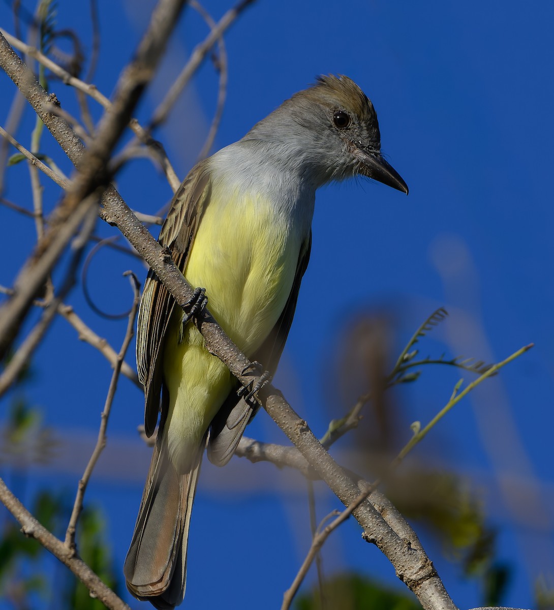 Копетон блідий - ML647105291