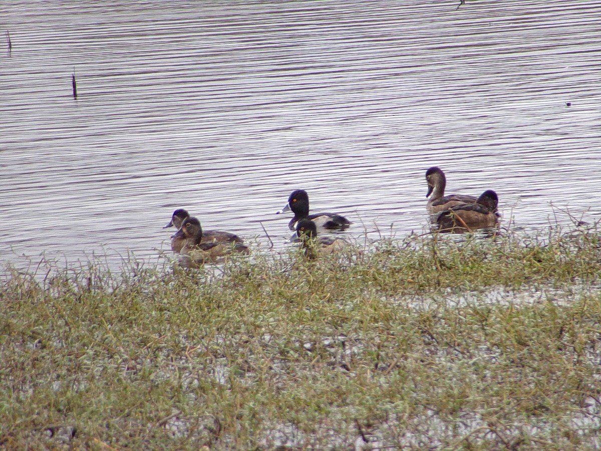 Чернь канадська - ML647105292