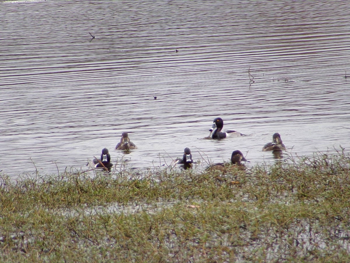 Чернь канадська - ML647105294