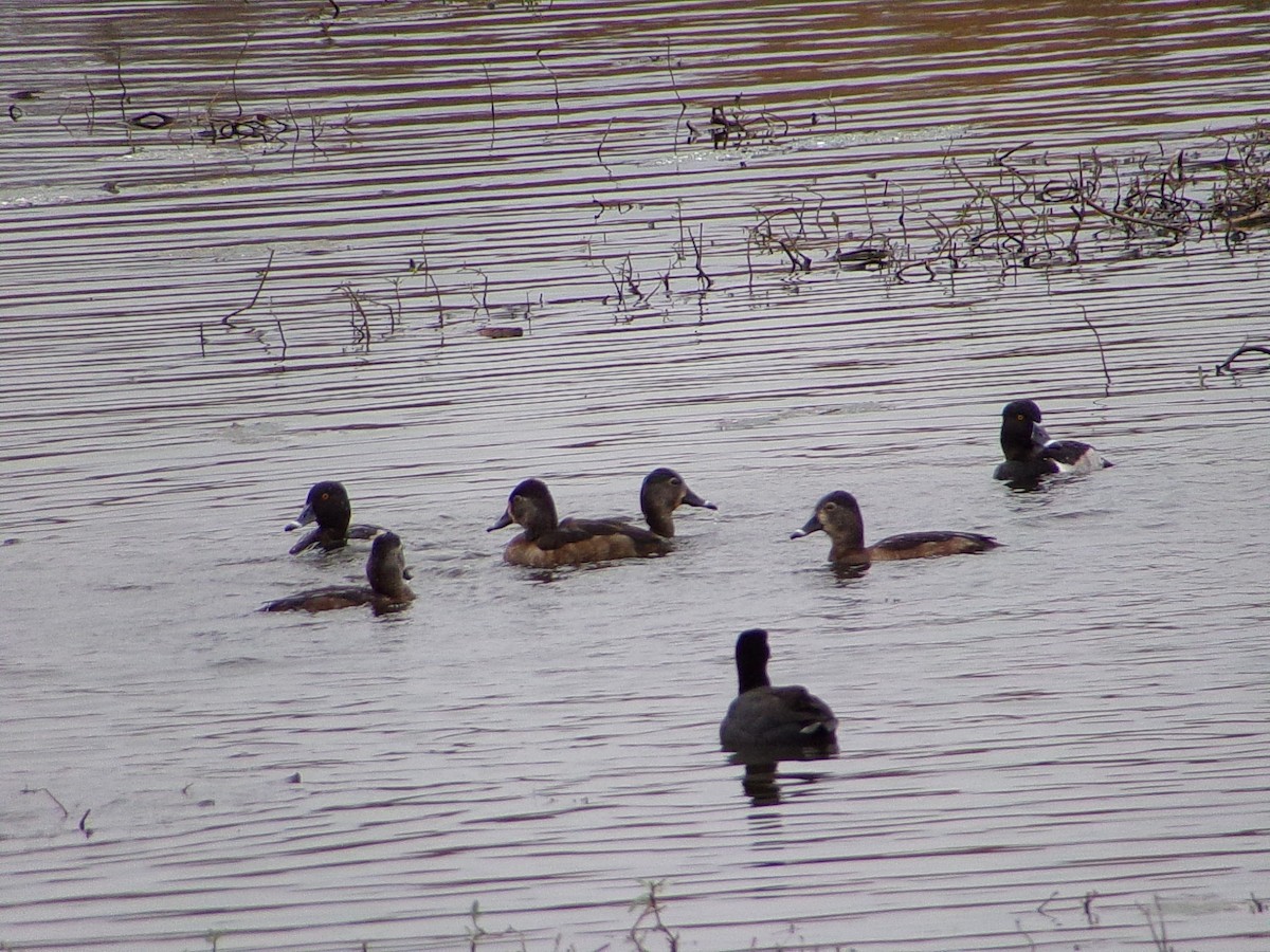 Чернь канадська - ML647105295