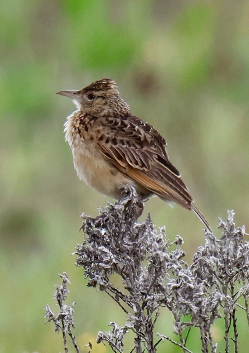 Plateau Lark - ML647105300