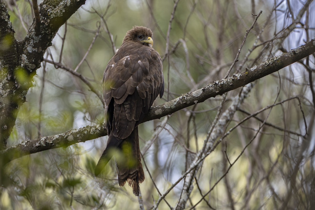 Шуліка чорний (підвид aegyptius/parasitus) - ML647105302