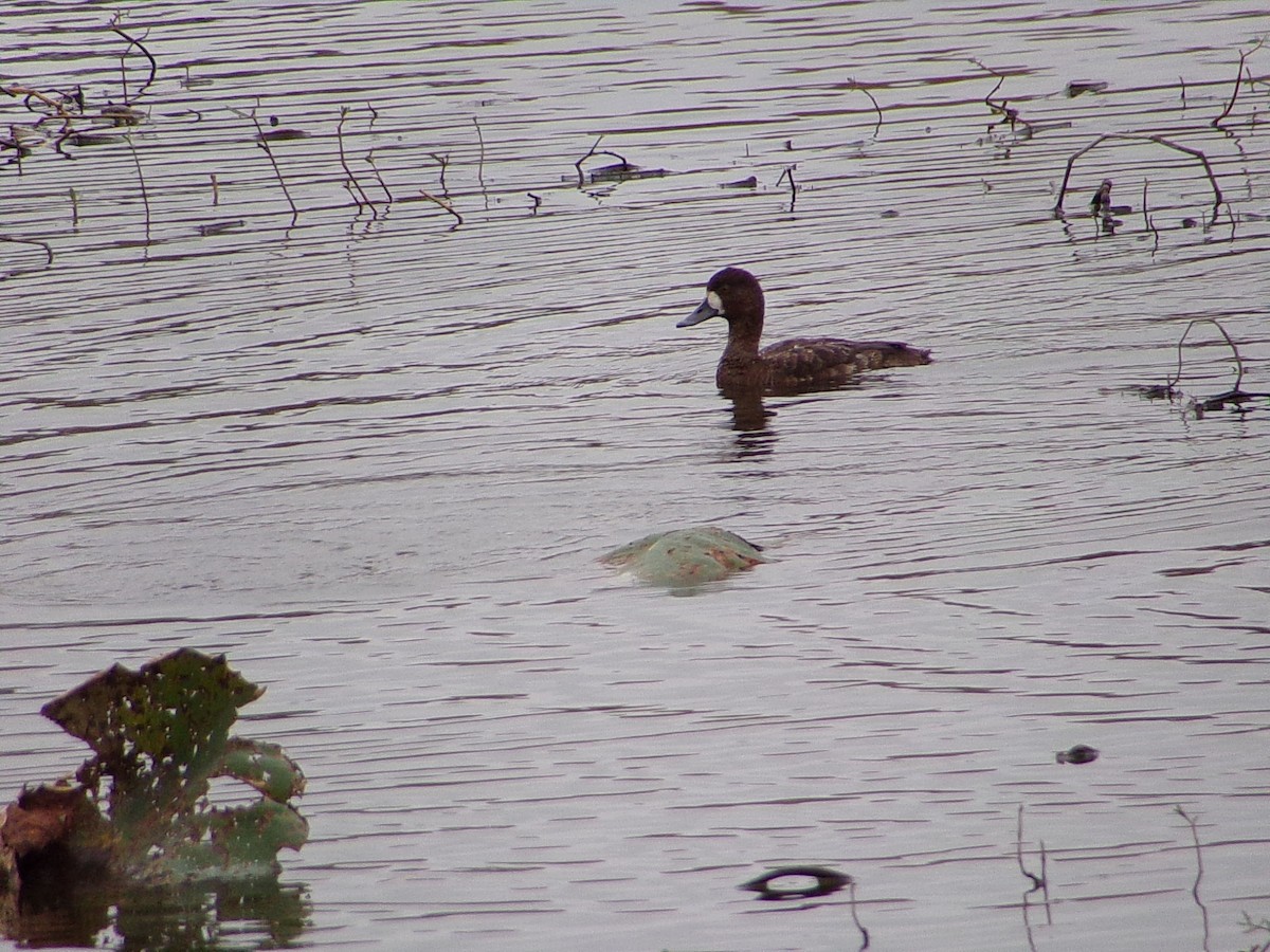 Чернь американська - ML647105303