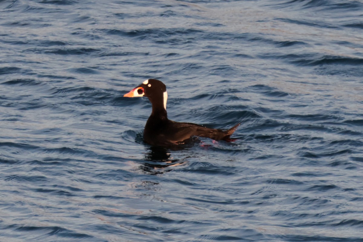 קטיפנית משברים - ML647105304