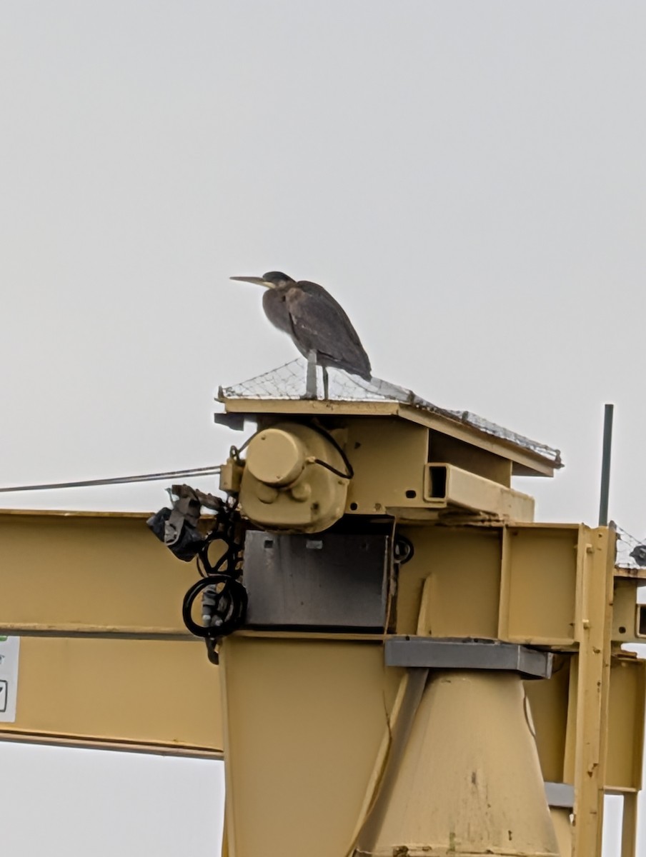 Great Blue Heron - ML647105306