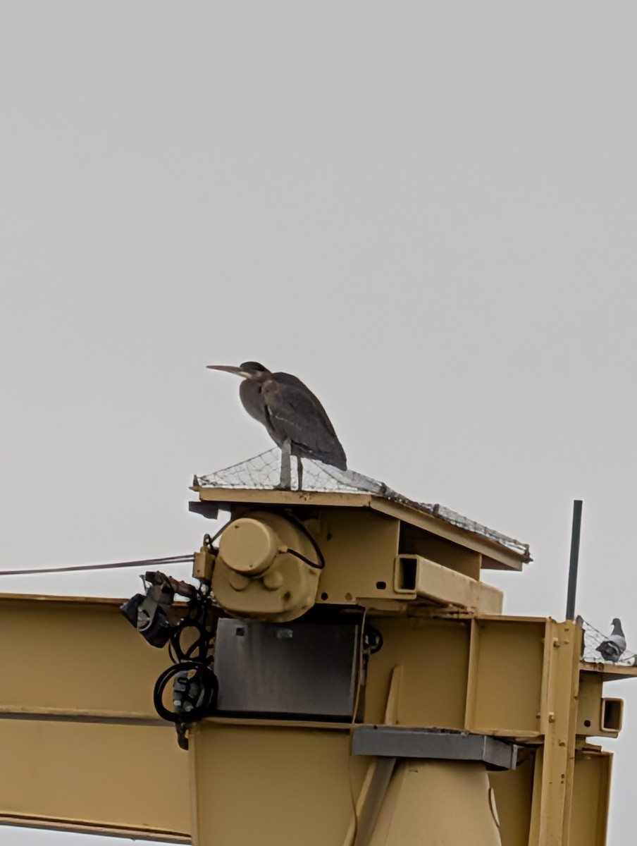 Great Blue Heron - ML647105309