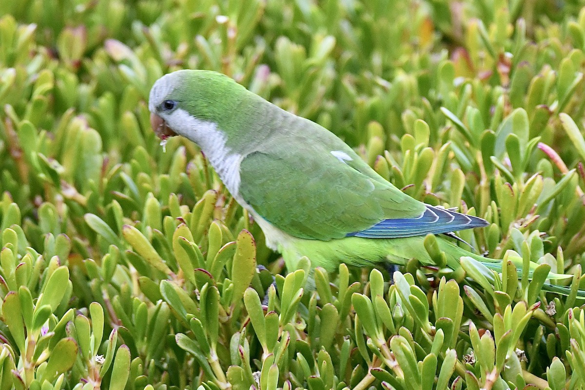 Калита сіроволий - ML647105310