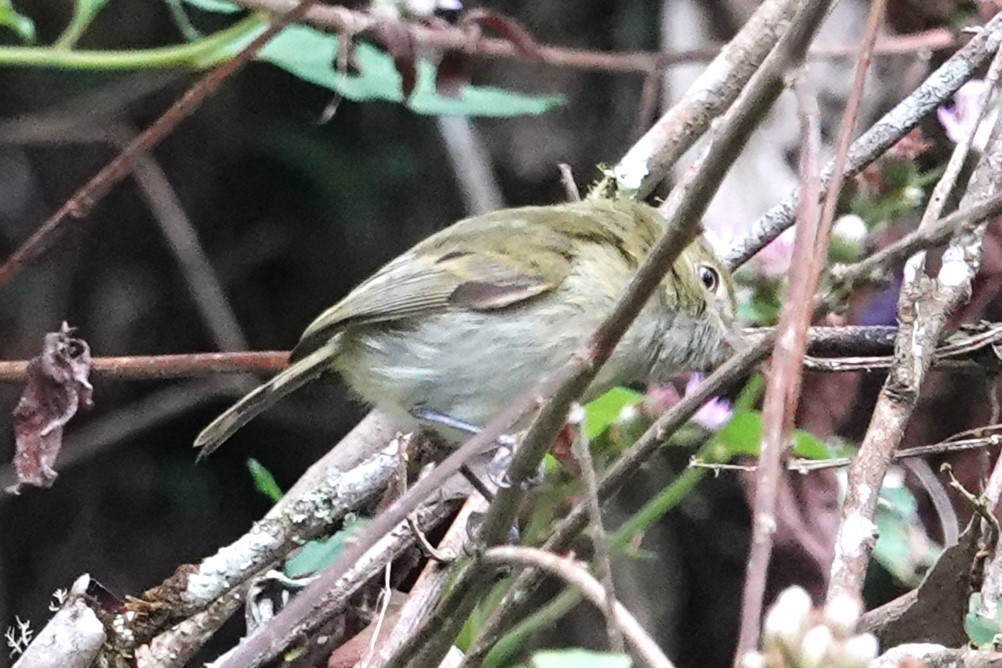 Тітіріджі східний - ML647105312