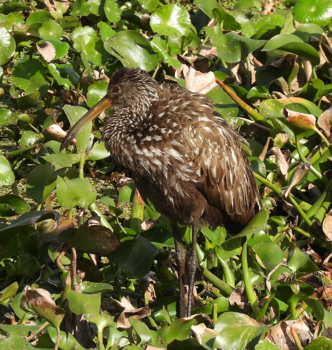 Арама - ML647105313