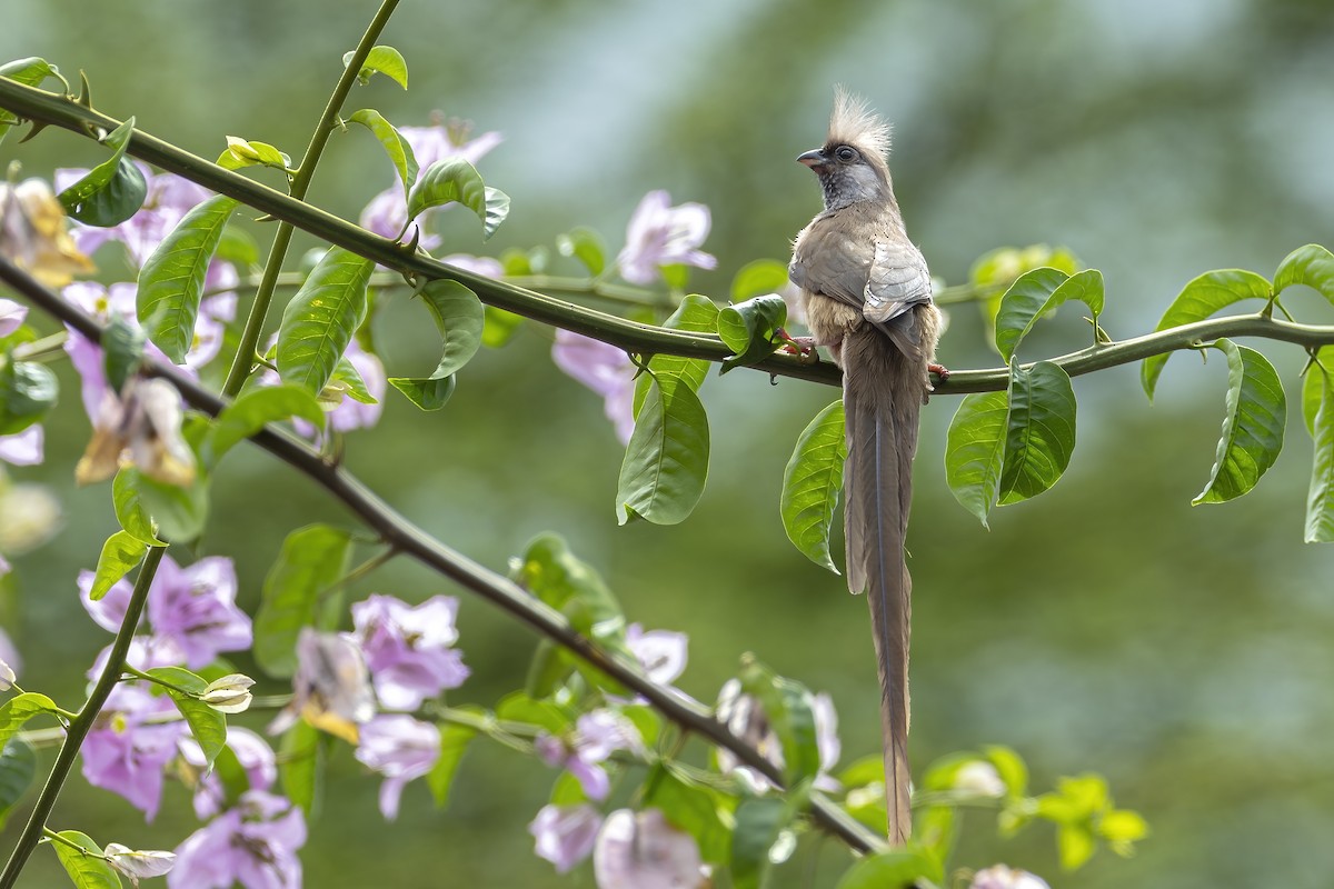 Чепіга бурокрила - ML647105314
