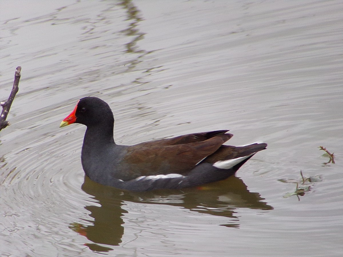 Курочка латиноамериканська - ML647105317