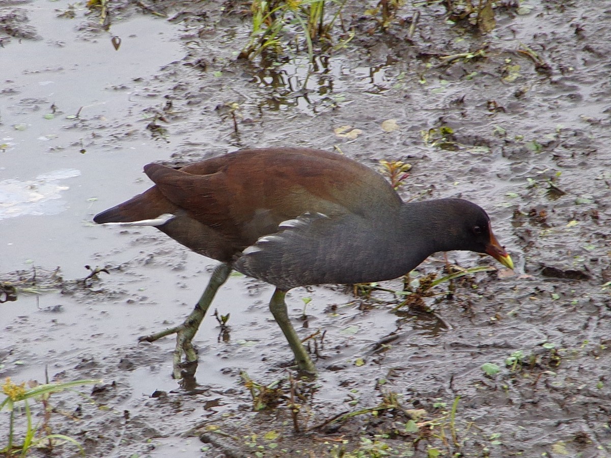 Курочка латиноамериканська - ML647105318