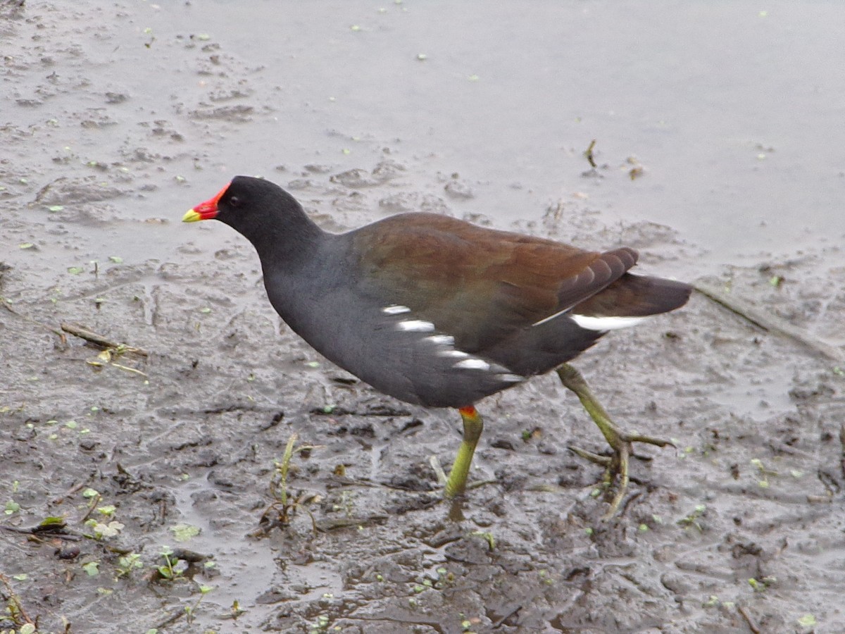 Курочка латиноамериканська - ML647105319