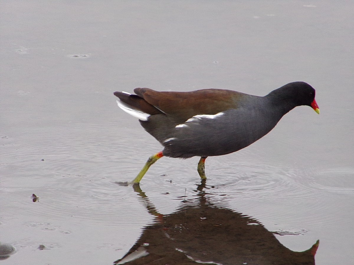 Курочка латиноамериканська - ML647105320