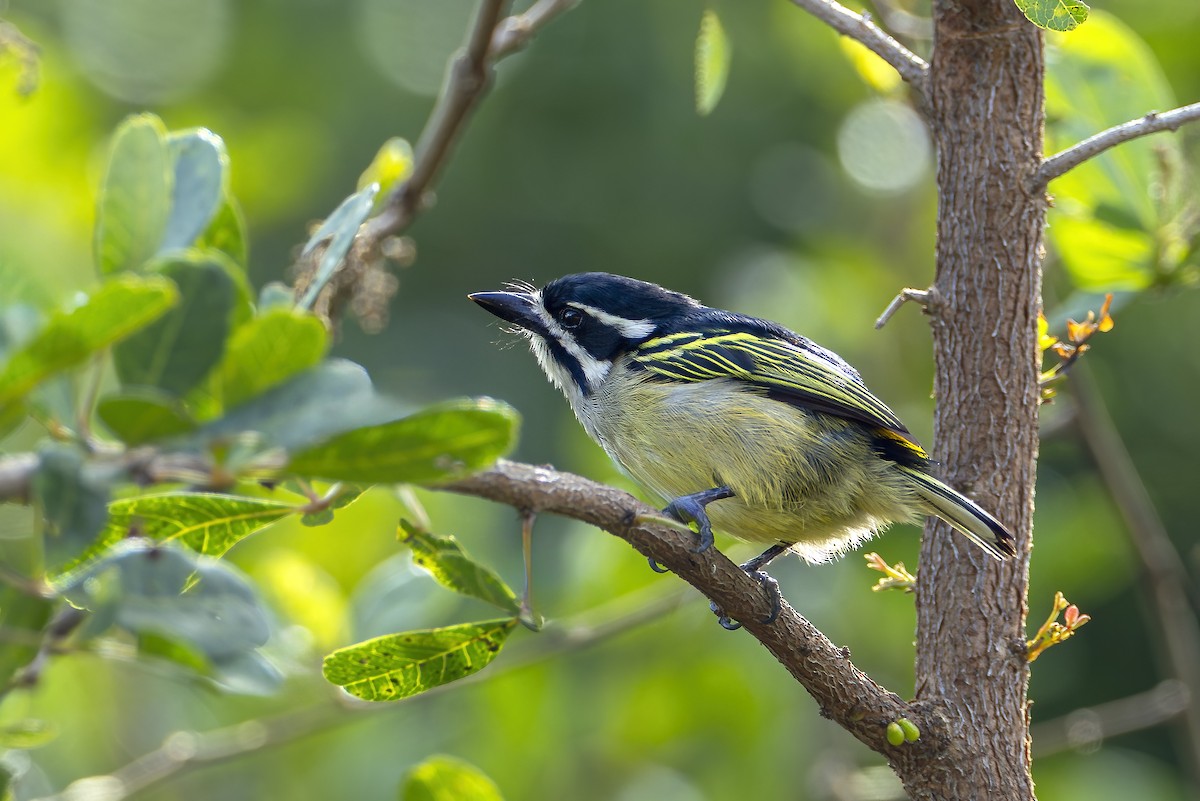 Yellow-rumped Tinkerbird - ML647105324