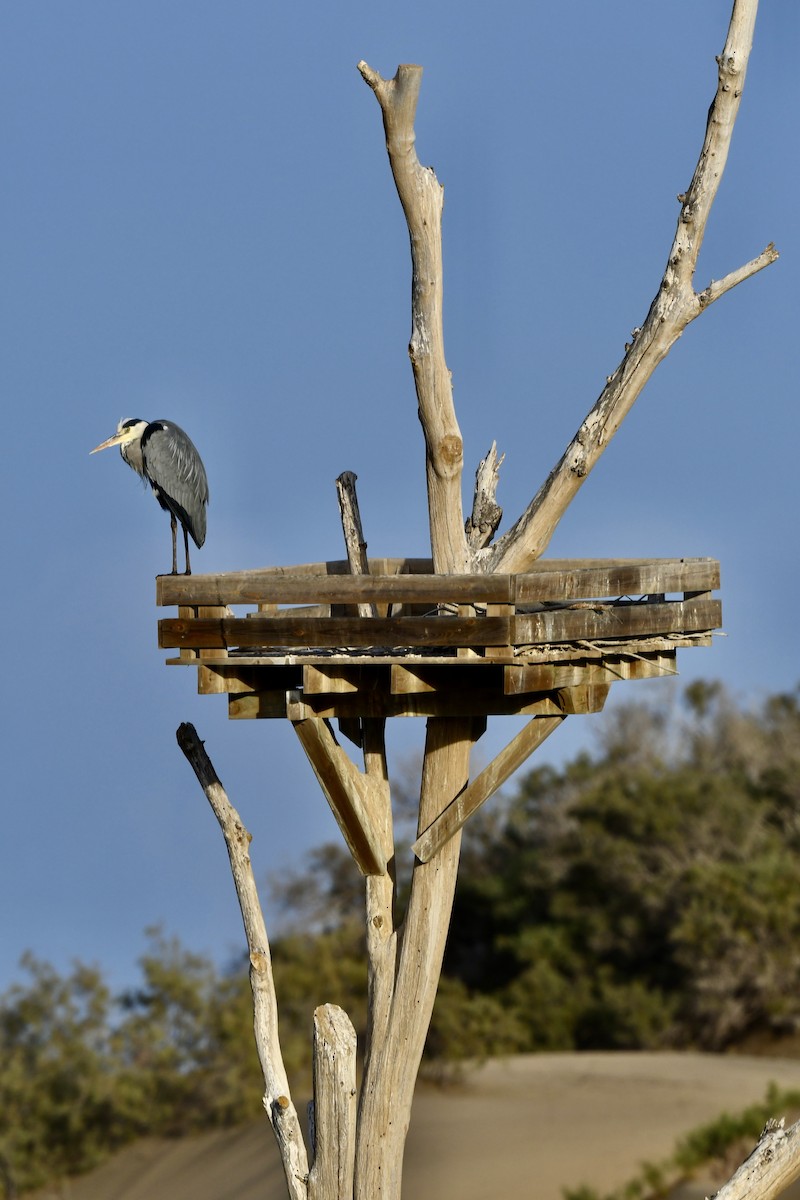 Gray Heron - ML647105325