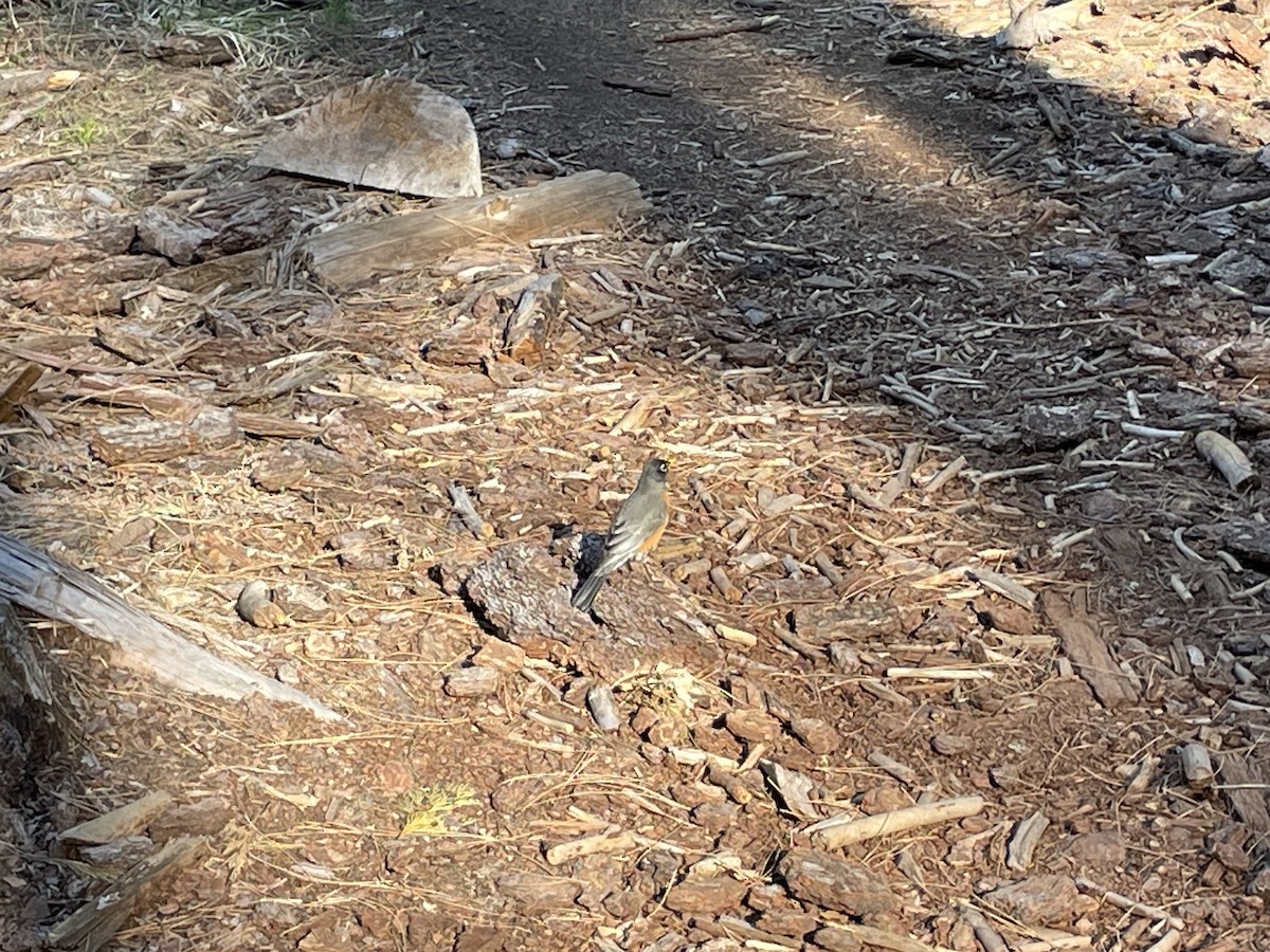 Merle d'Amérique - ML647105340