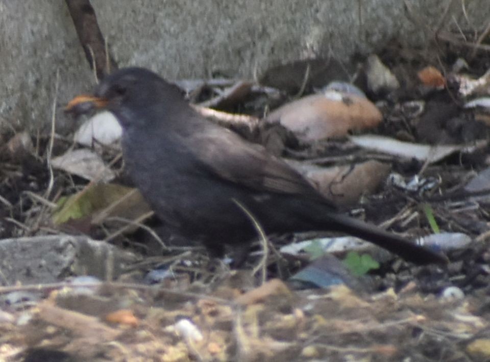 Eurasian Blackbird - ML647105341