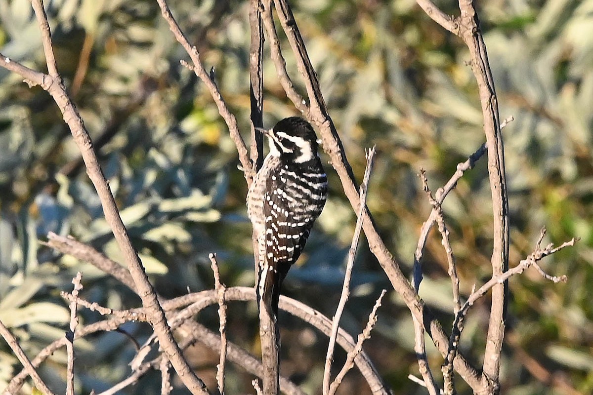 Nuttall's Woodpecker - ML647105350