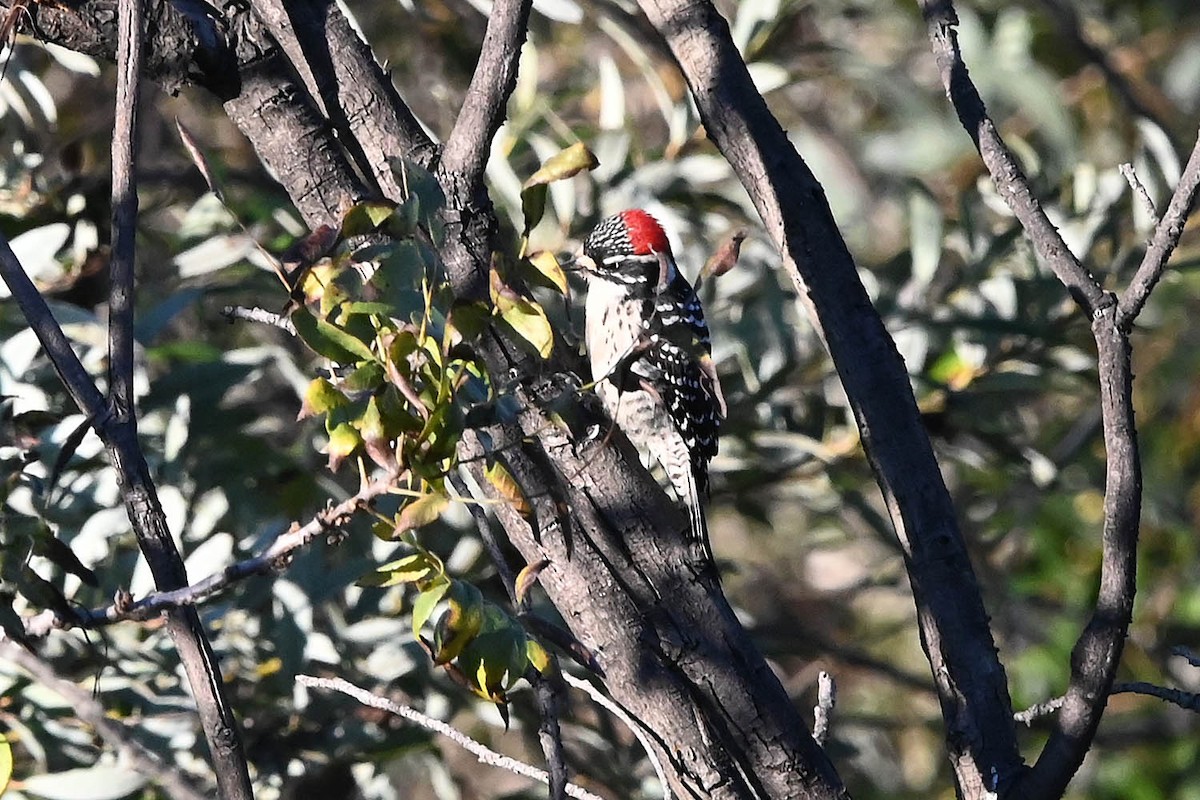 Nuttall's Woodpecker - ML647105351