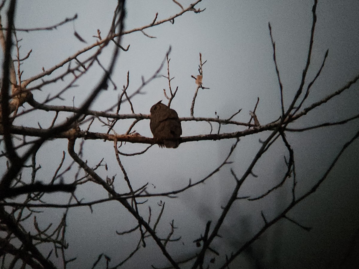 Virginiauhu - ML647105367