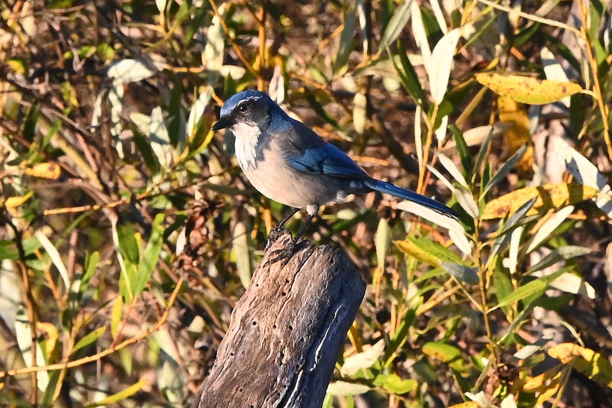 California Scrub-Jay - ML647105370