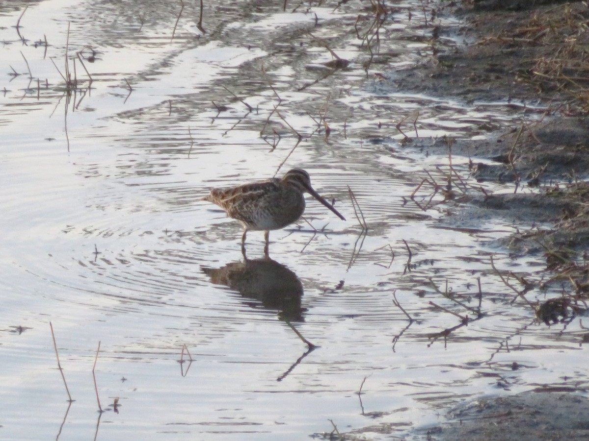Wilson's Snipe - ML647105372