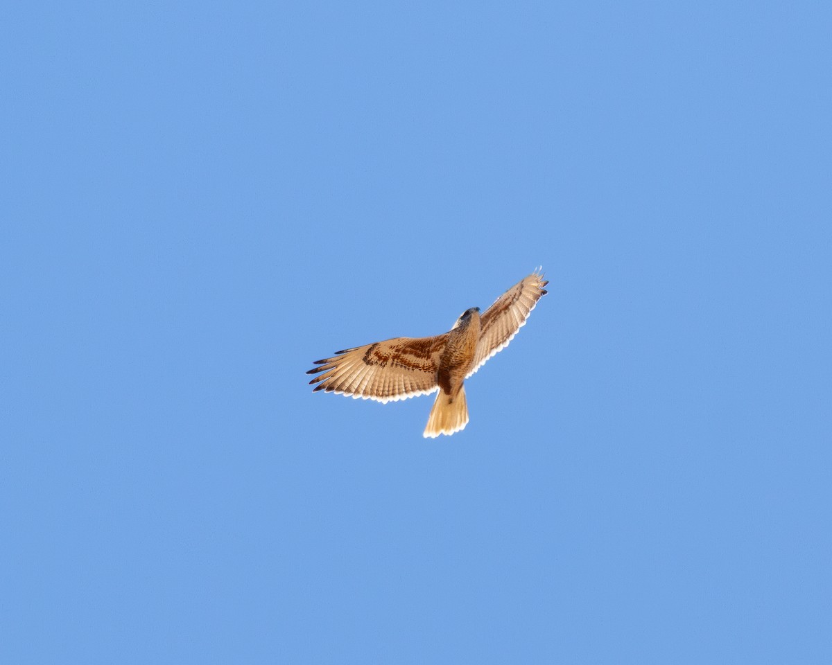 Ferruginous Hawk - ML647105380