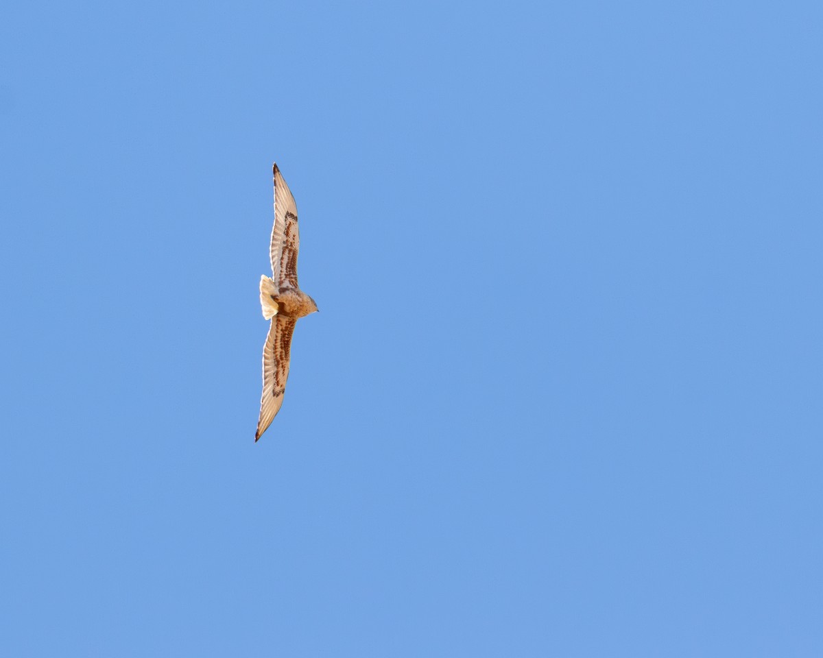 Ferruginous Hawk - ML647105381