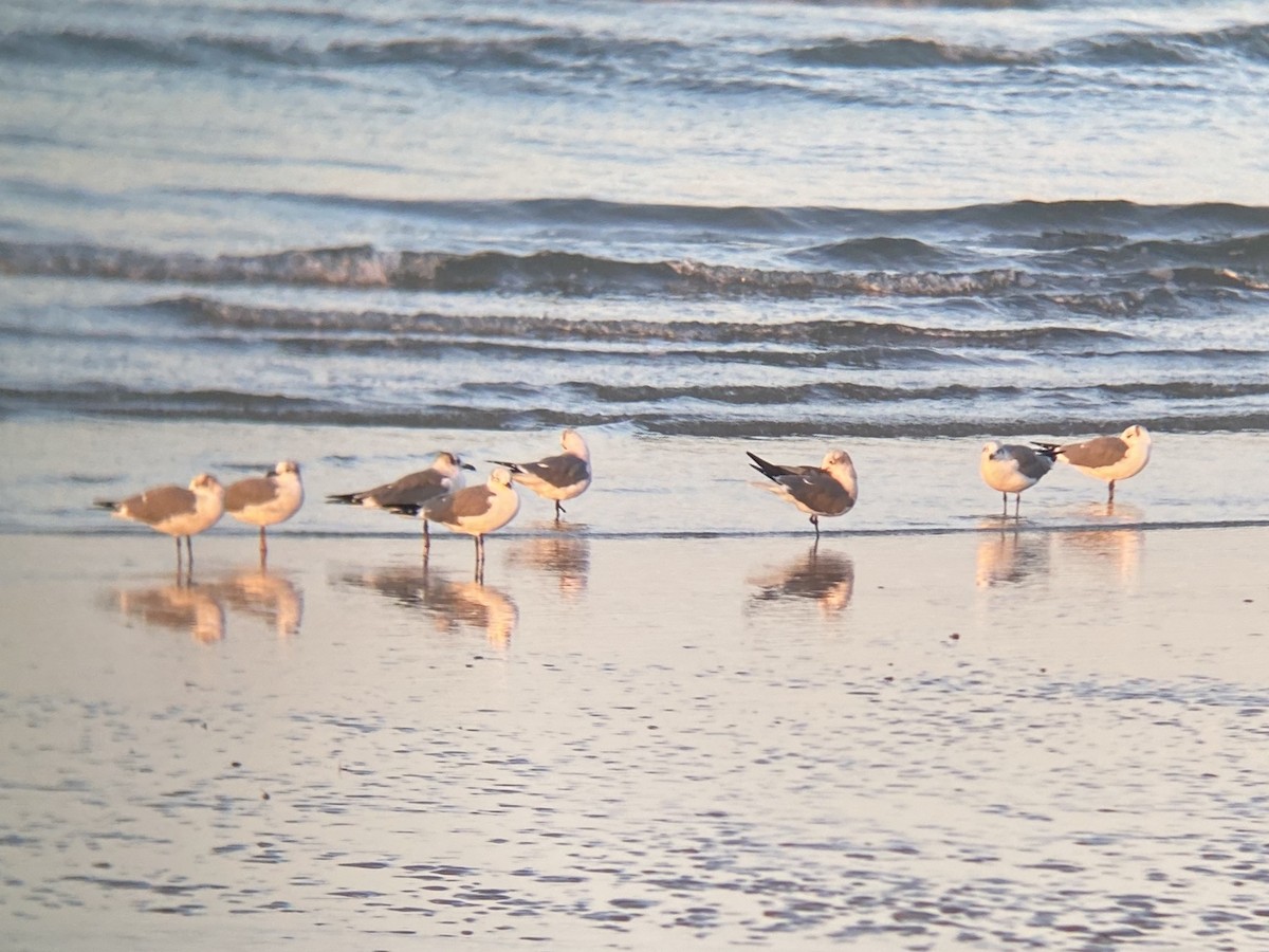 ワライカモメ - ML647105393