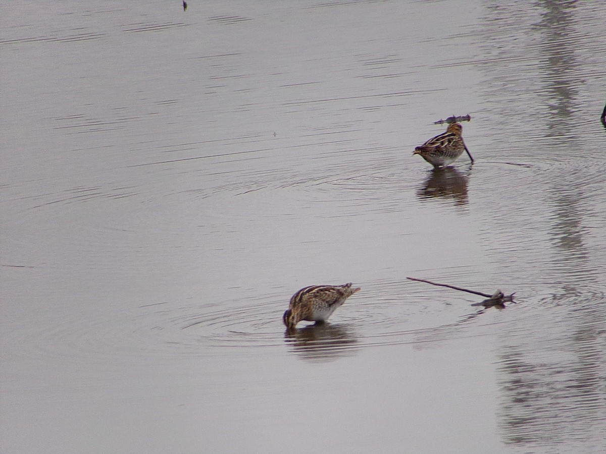 Wilson's Snipe - ML647105401