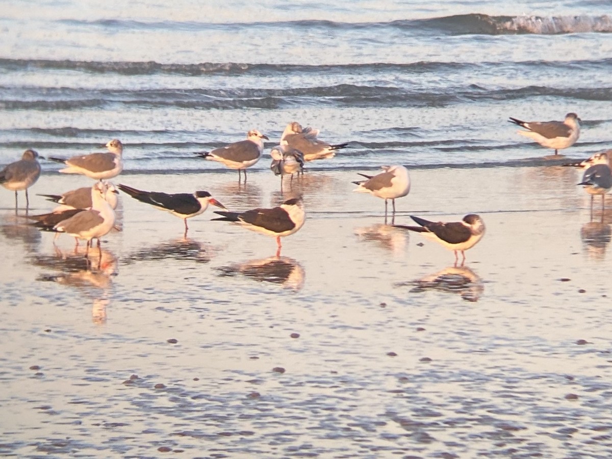 Black Skimmer - ML647105402