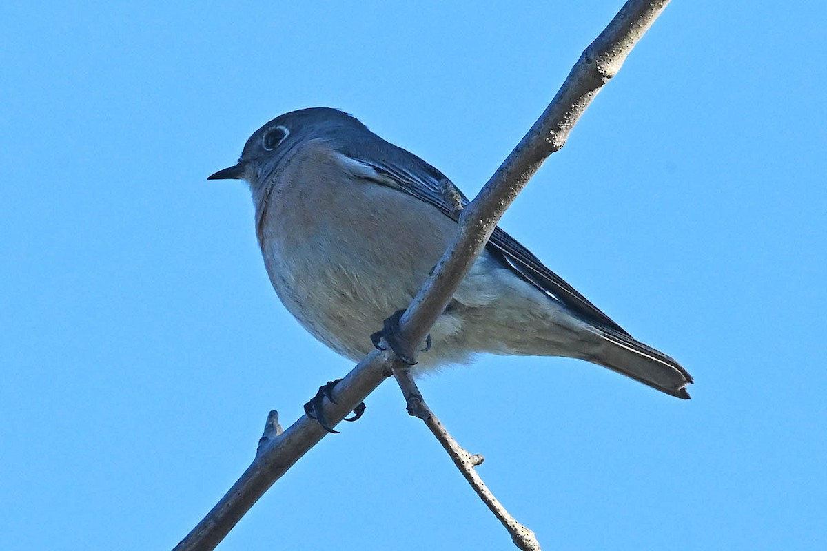 Западная сиалия - ML647105403