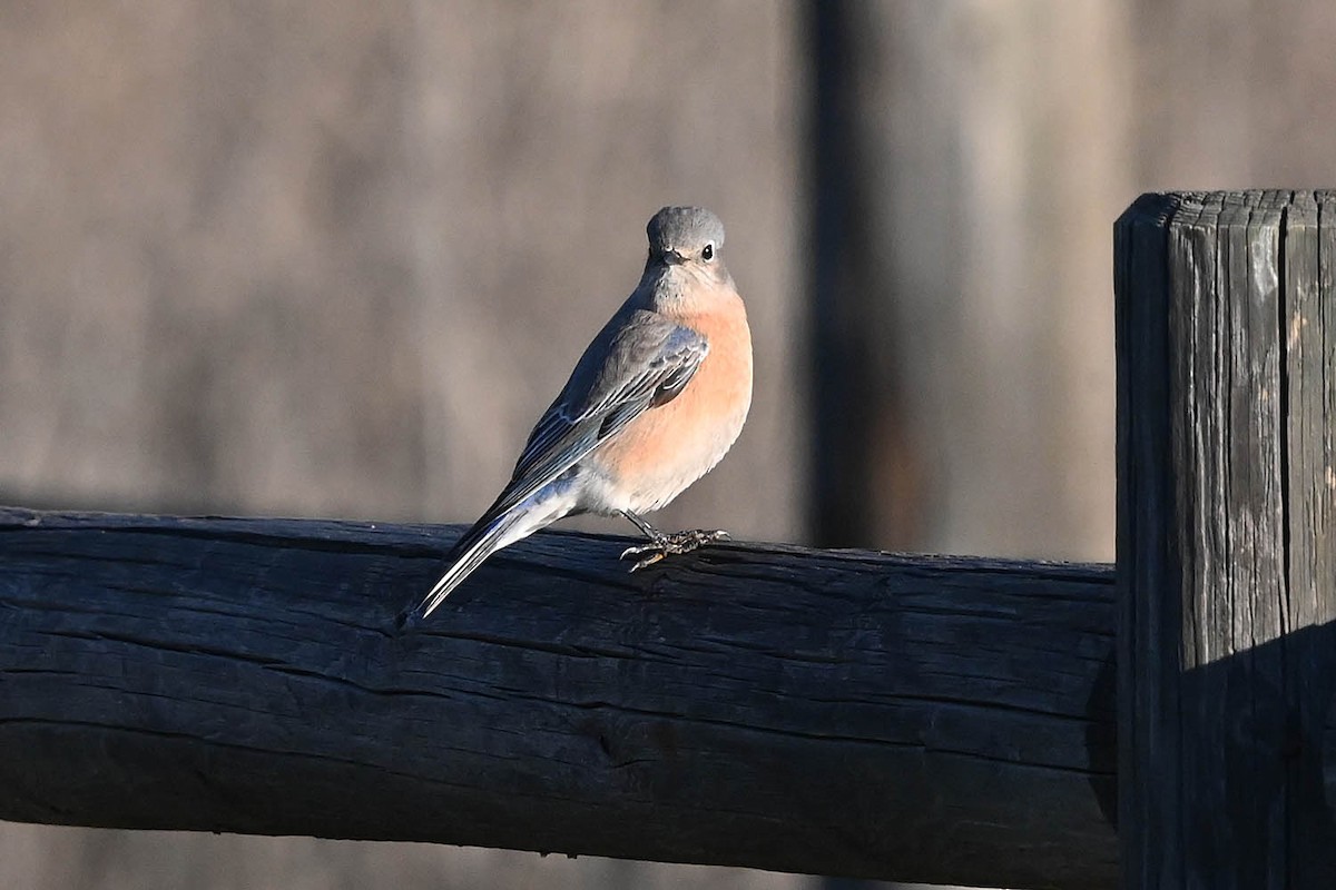 Западная сиалия - ML647105404