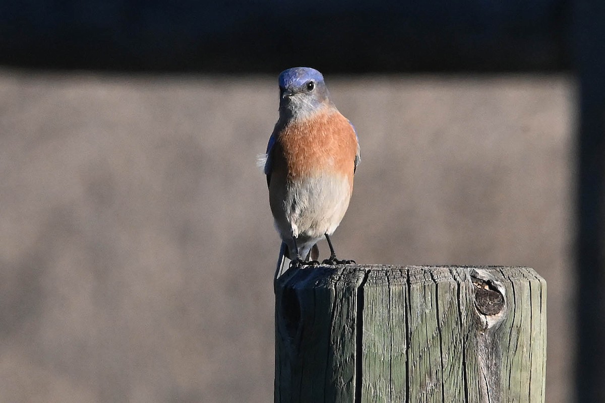 Западная сиалия - ML647105405